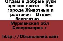 Отдам в добрые руки щенков енота. - Все города Животные и растения » Отдам бесплатно   . Мурманская обл.,Североморск г.